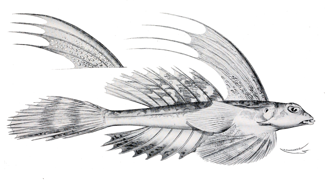 Synchiropus rameus (Synchiropus rameus) |commons:File:Synchiropus rameus.jpg