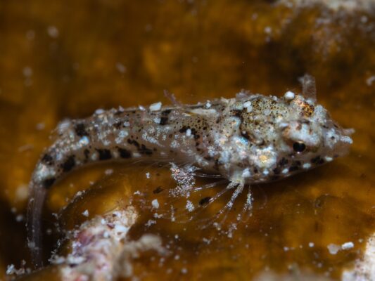 Synchiropus rosulentus (Synchiropus rosulentus) |commons:File:Synchiropus rosulentus.jpg