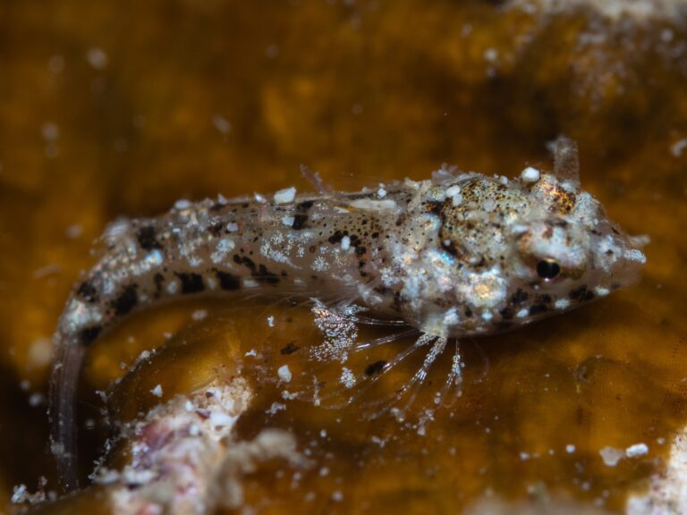 Synchiropus rosulentus (Synchiropus rosulentus) |commons:File:Synchiropus rosulentus.jpg
