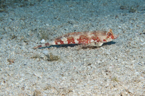 Synchiropus sechellensis (Synchiropus sechellensis) |commons:File:Synchiropus sechellensis.jpg