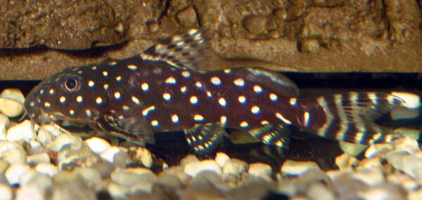 Synodontis Angelicus (Synodontis angelicus) |commons:File:Synodontis angelica.jpg