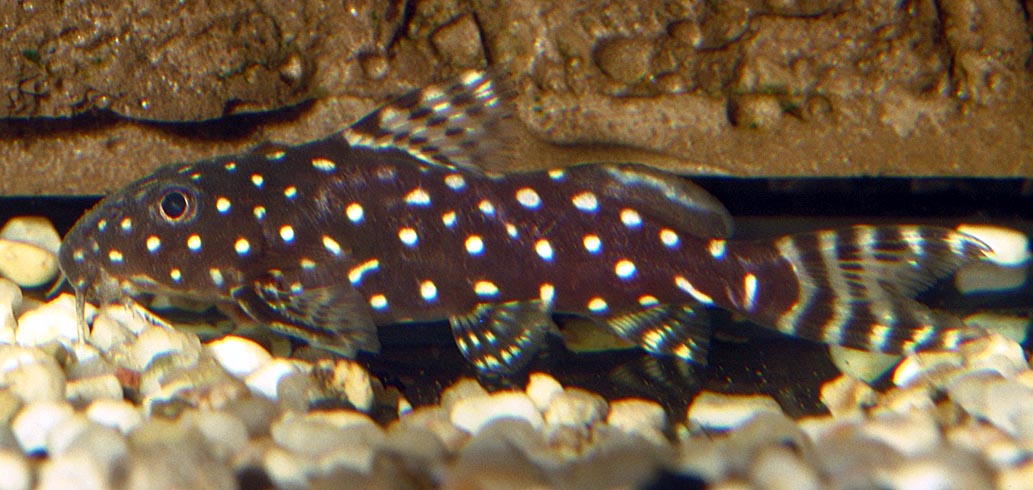 Synodontis Angelicus (Synodontis angelicus) |commons:File:Synodontis angelica.jpg