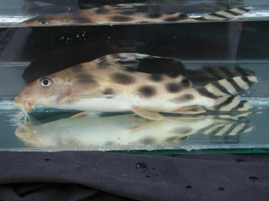 Synodontis Decorus (Synodontis decorus) |commons:File:Synodontis decorus 53146686.jpg