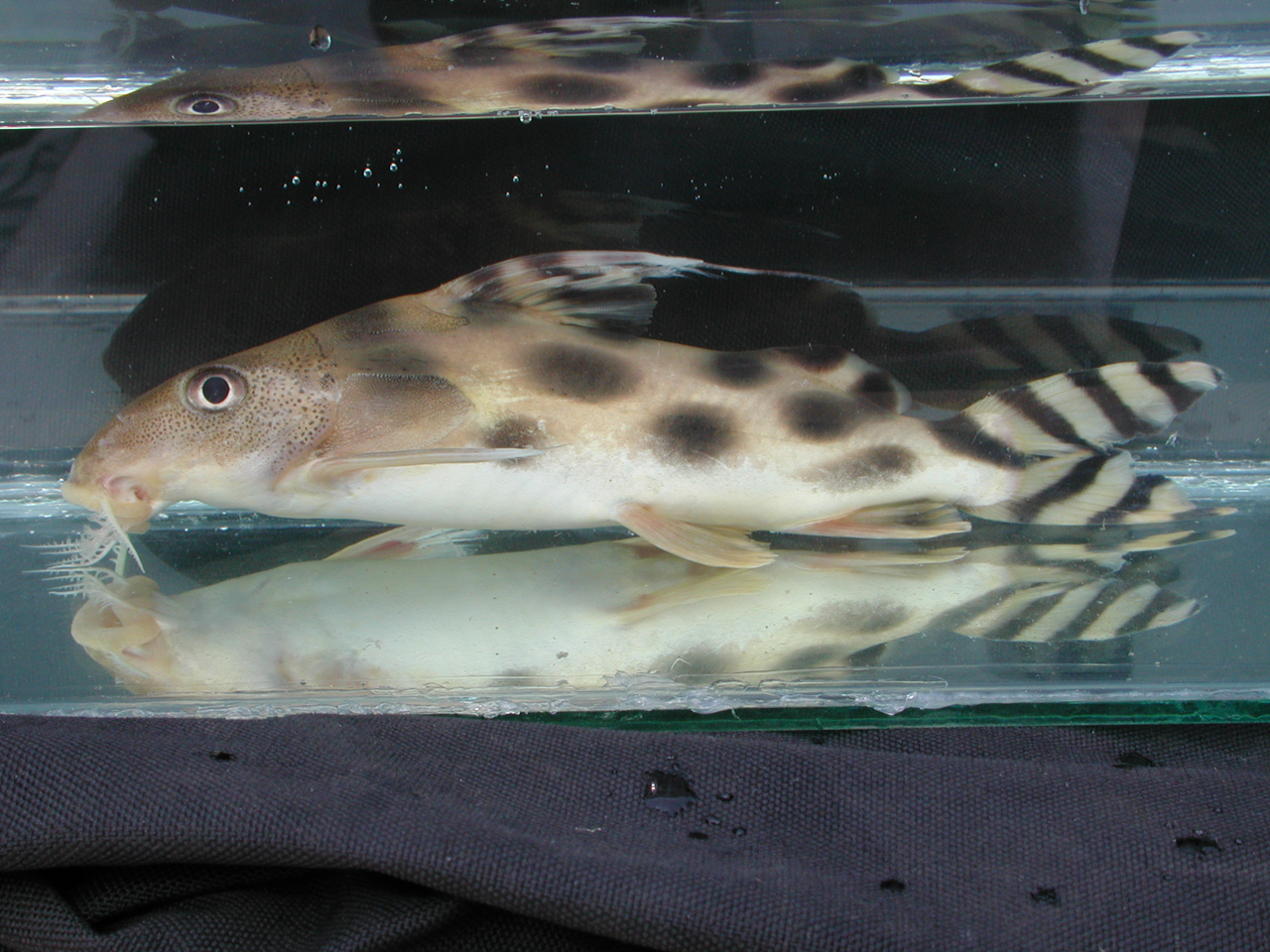 Synodontis Decorus (Synodontis decorus) |commons:File:Synodontis decorus 53146686.jpg