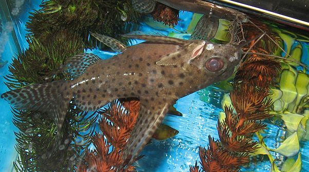 Synodontis Eupterus (Synodontis eupterus) |commons:File:Featherfin squeaker (Synodontis eupterus).jpg