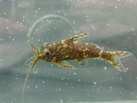 Synodontis Nigriventris (Synodontis nigriventris) |commons:File:Synodontis nigriventris 53146421.jpg