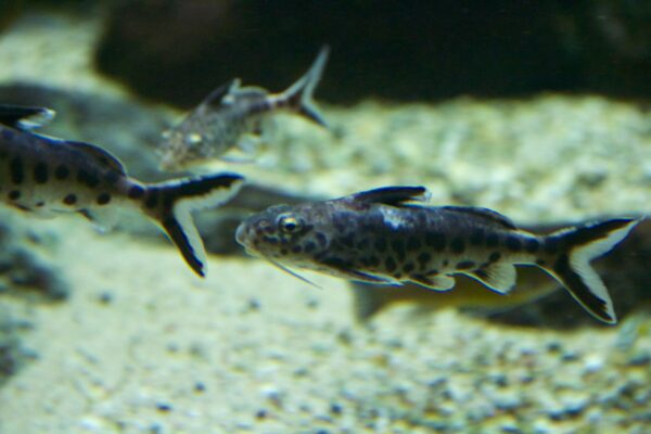Synodontis Petricola (Synodontis petricola) |commons:File:Frankfurt Zoo - Synodontis petricola.jpg