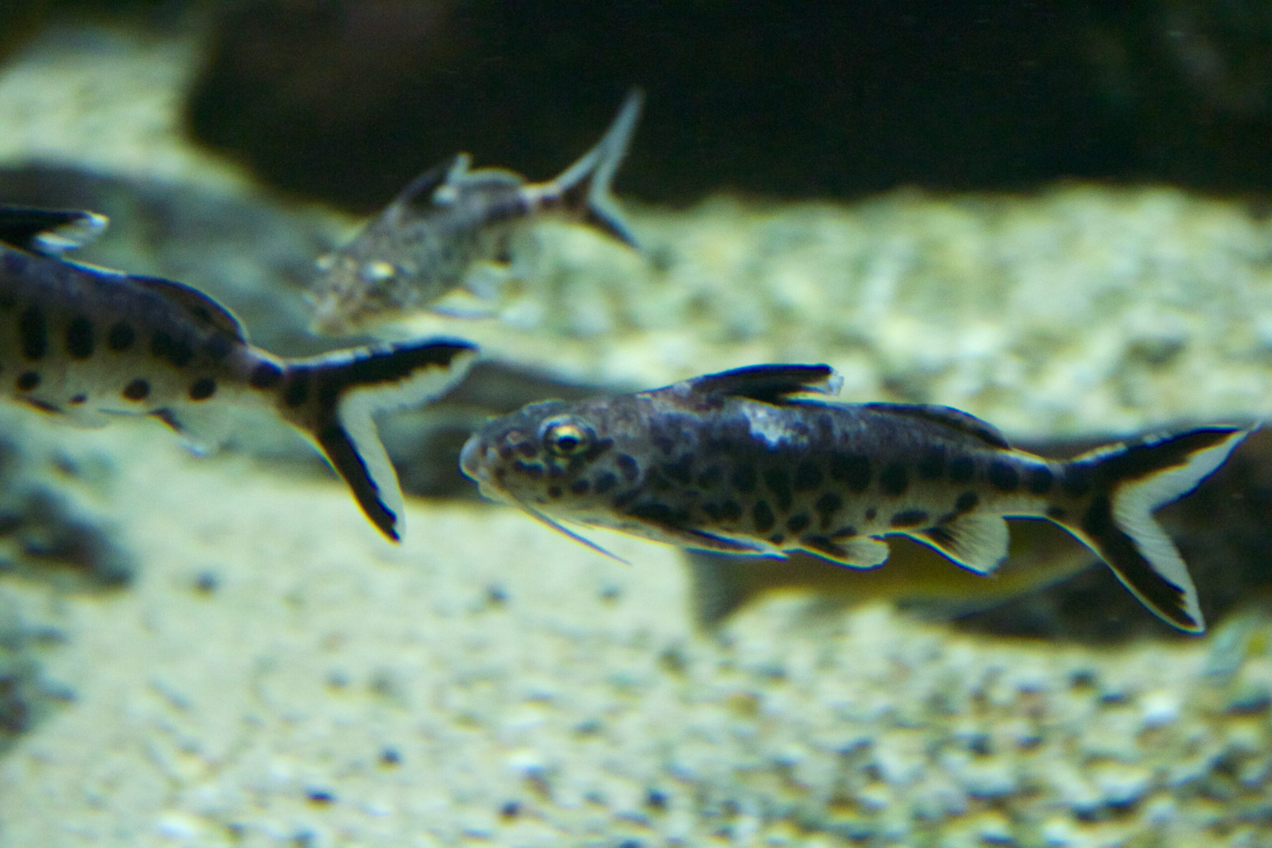 Synodontis Petricola (Synodontis petricola) |commons:File:Frankfurt Zoo - Synodontis petricola.jpg