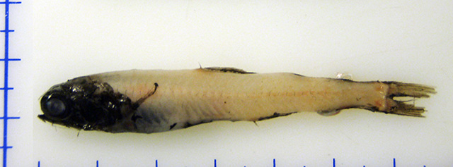 Taaningichthys bathyphilus (Taaningichthys bathyphilus) |commons:File:Taaningichthys bathyphilus.jpg