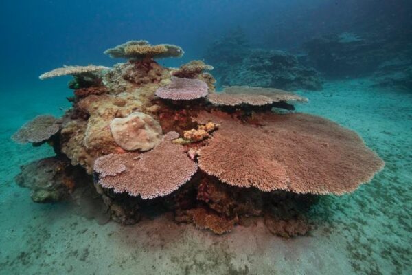 Table Acropora Acropora hyacinthus