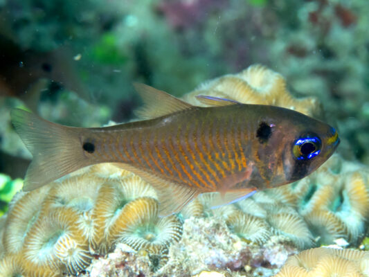 Taeniamia biguttata (Taeniamia biguttata) |commons:File:Twinspot cardinfish (Taeniamia biguttata) (49257896771).jpg