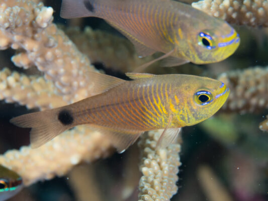 Taeniamia fucata (Taeniamia fucata) |commons:File:Orangelined cardinalfish (Taeniamia fucata) (33679592238).jpg