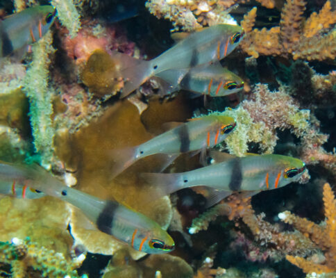 Taeniamia zosterophora (Taeniamia zosterophora) |commons:File:Taeniamia zosterophora 323527384.jpg