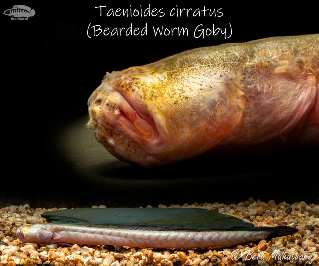 Taenioides cirratus (Taenioides cirratus) |commons:File:Taenioides cirratus.jpg