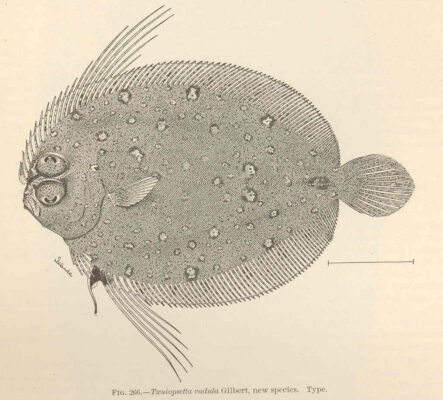 Taeniopsetta radula (Taeniopsetta radula) |commons:File:FMIB 42742 Taeniopsetta radula Gilbert, new species Type.jpeg