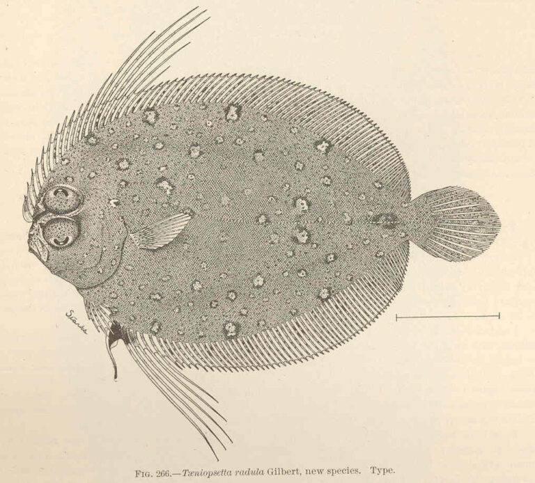 Taeniopsetta radula (Taeniopsetta radula) |commons:File:FMIB 42742 Taeniopsetta radula Gilbert, new species Type.jpeg