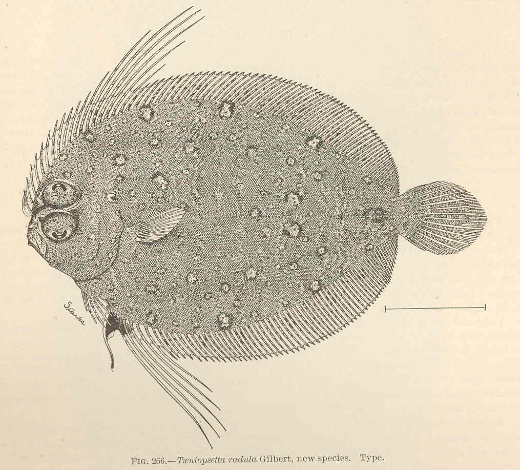 Taeniopsetta radula (Taeniopsetta radula) |commons:File:FMIB 42742 Taeniopsetta radula Gilbert, new species Type.jpeg