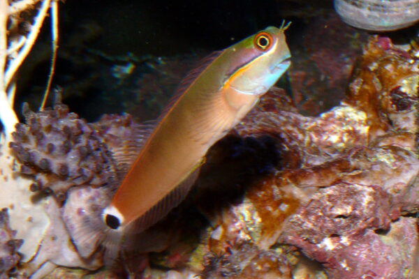Tailspot Blenny (Ecsenius stigmatura) |commons:File:Ecsenius stigmatura.jpg