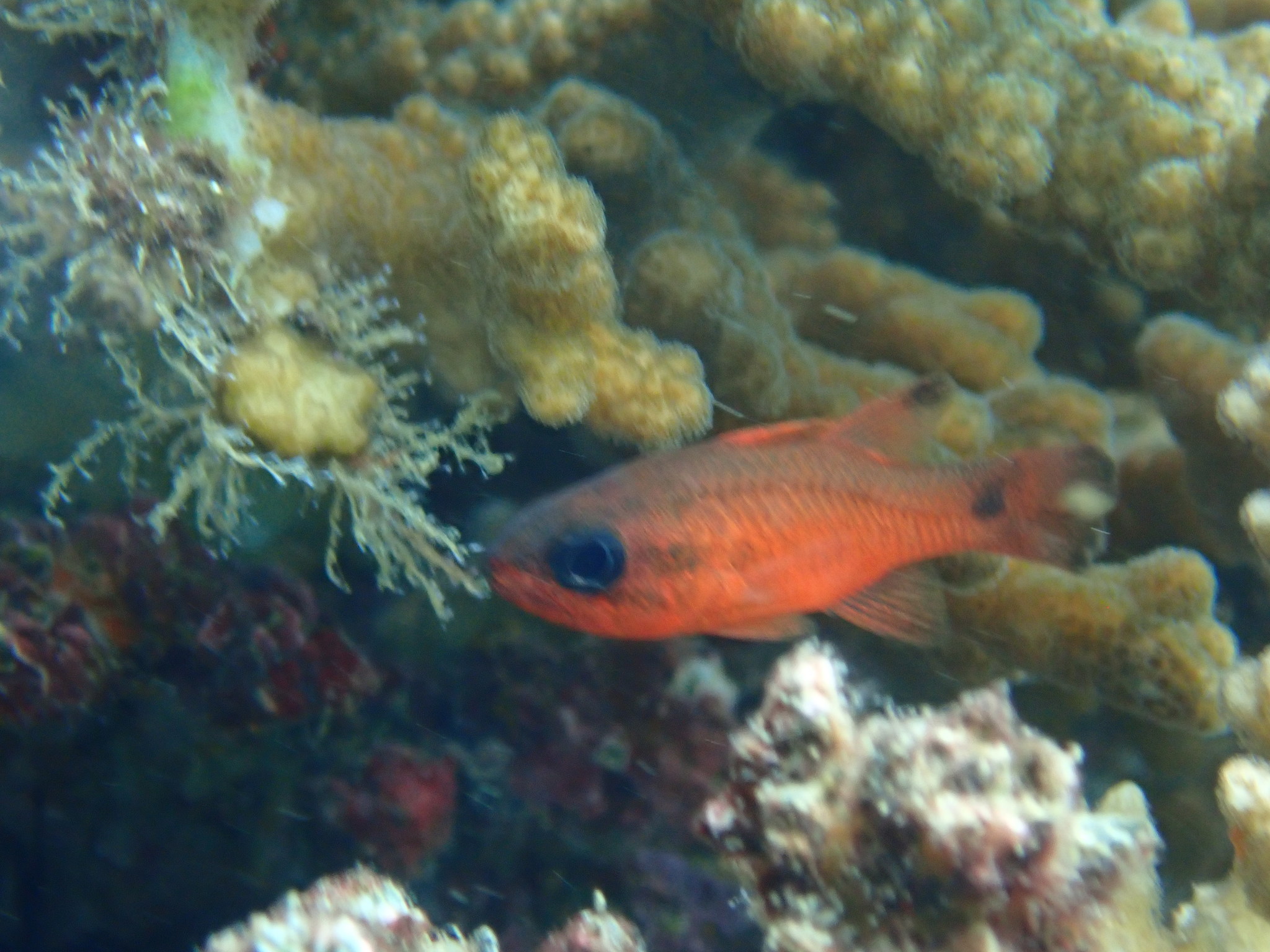 Tailspot Cardinalfish (Apogon dovii) |commons:File:Apogon dovii 191393317.jpg