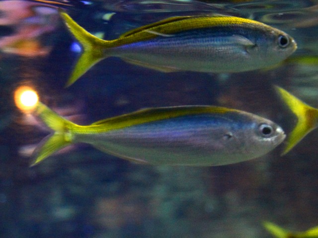 Takabe (Labracoglossa argenteiventris) |commons:File:タカベ Labracoglossa argentiventris.JPG