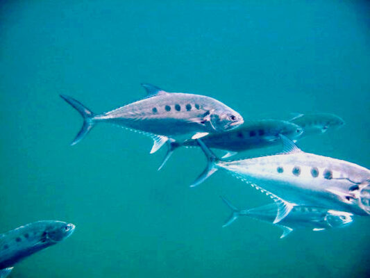 Talang Queenfish (Scomberoides commersonnianus) |commons:File:Scomberoides commersonnianus.jpg