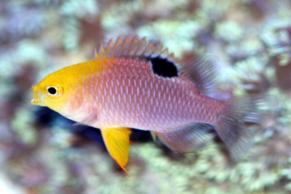 Talbot Damselfish Chrysiptera talboti