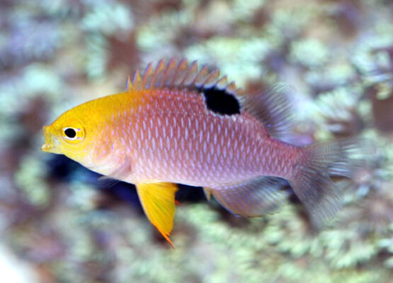 Talbot's Damsel (Chrysiptera talboti) |commons:File:Chrysiptera talboti (Allen, 1975).jpg