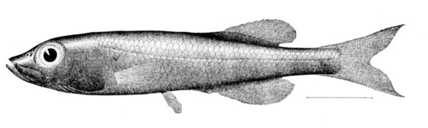 Talismania antillarum (Talismania antillarum) |commons:File:Talismania antillarum.jpg