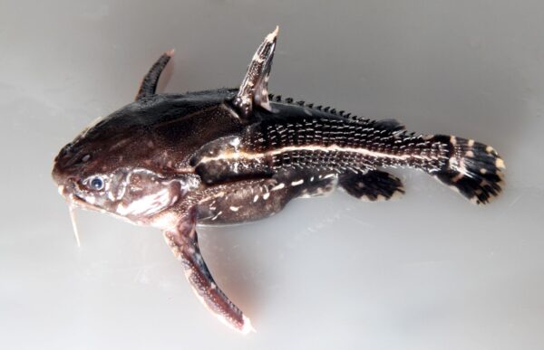 Talking Catfish (Acanthodoras spinosissimus) |commons:File:Acanthodoras spinosissiums.jpg