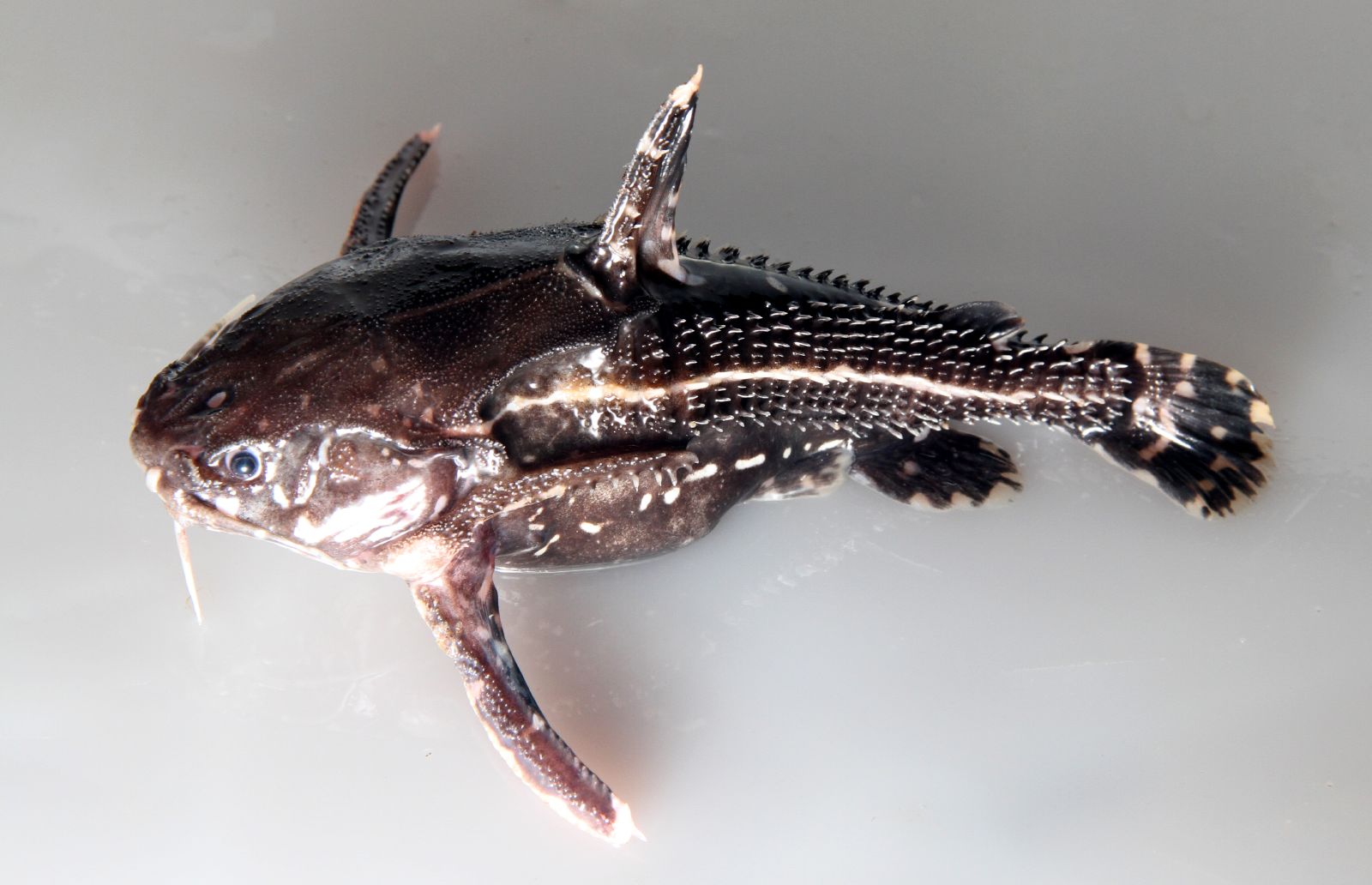 Talking Catfish (Acanthodoras spinosissimus) |commons:File:Acanthodoras spinosissiums.jpg