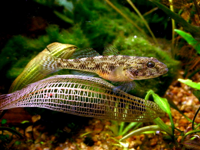 Tank Goby (Glossogobius giuris) |commons:File:Glossogobius giuris.jpg