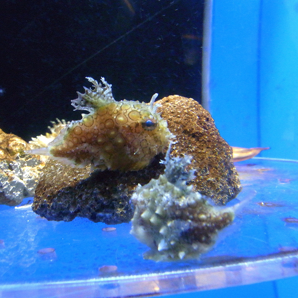 Taranetz’s Lumpsucker (Eumicrotremus taranetzi) |commons:File:Eumicrotremus taranetzi by OpenCage.jpg