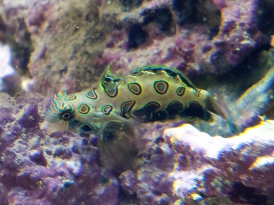 Target Mandarinfish (Synchiropus picturatus) |commons:File:Callionymoidei - Synchiropus picturatus - 1.jpg