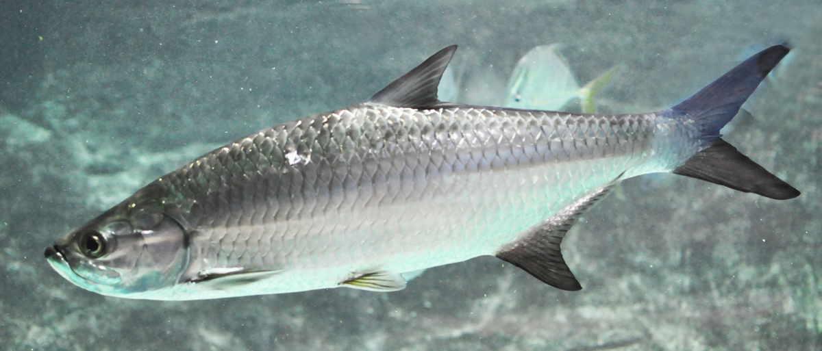Tarpon (Megalops atlanticus) |commons:File:Megalops atlanticus.jpg