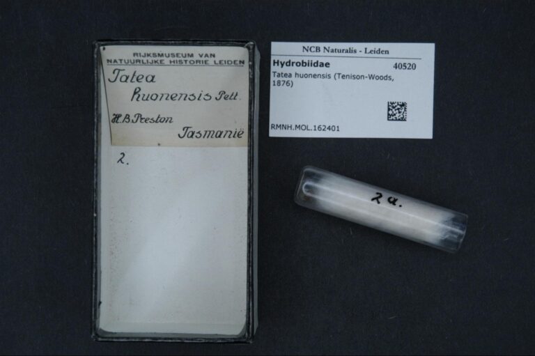 Tatea huonensis Tatea huonensis