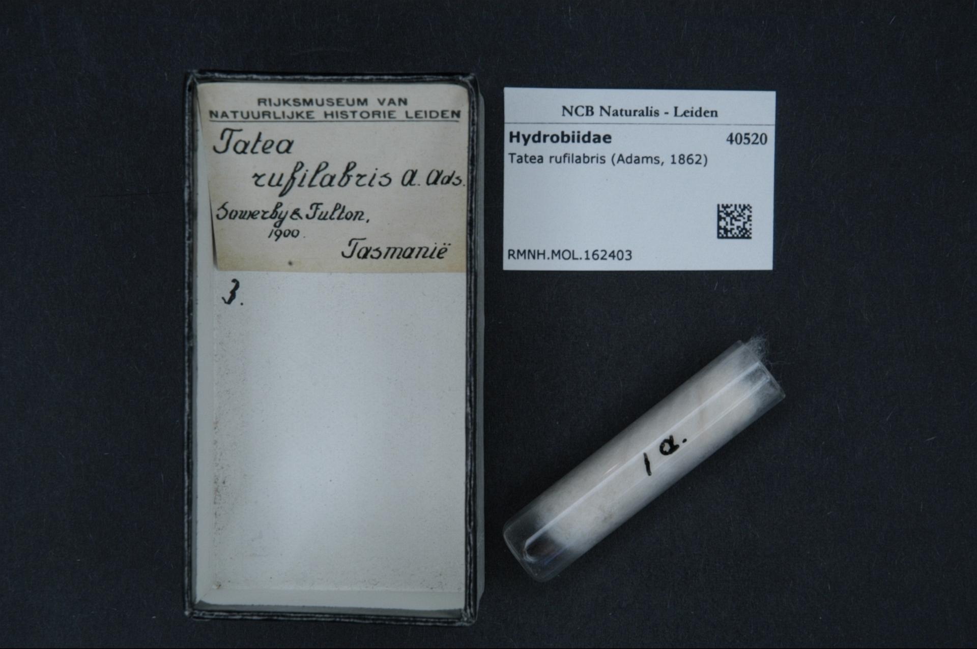 Tatea rufilabris Tatea rufilabris