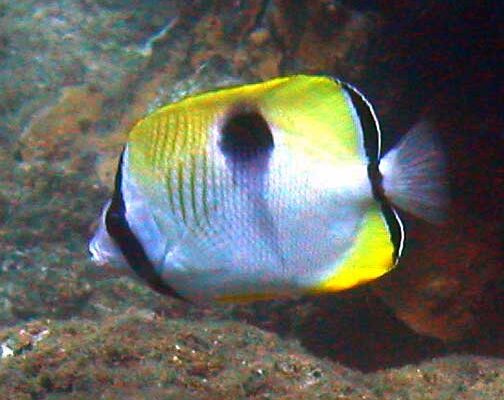 Teardrop Butterfly Chaetodon unimaculatus