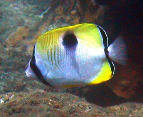 Teardrop Butterflyfish (Chaetodon unimaculatus) |commons:File:Chaetodon unimaculatus, Samoa.jpg