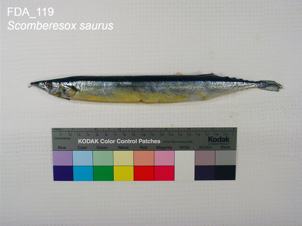 Tekir Scomberesox saurus