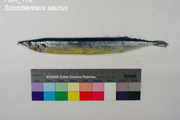 Tekir Scomberesox saurus