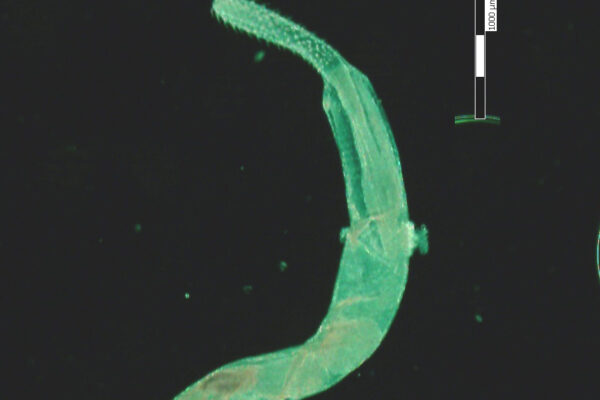 Telosentis exiguus Telosentis exiguus