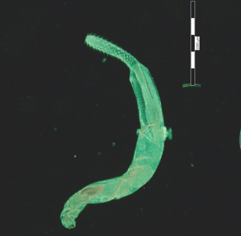 Telosentis exiguus Telosentis exiguus