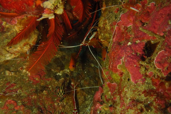 Temizlik Karidesi Lysmata amboinensis