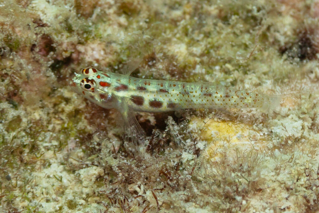 Terry’s Dwarfgoby (Eviota teresae) |commons:File:Gobio (Eviota teresae), islas Ad Dimaniyat, Omán, 2024-08-15, DD 58.jpg
