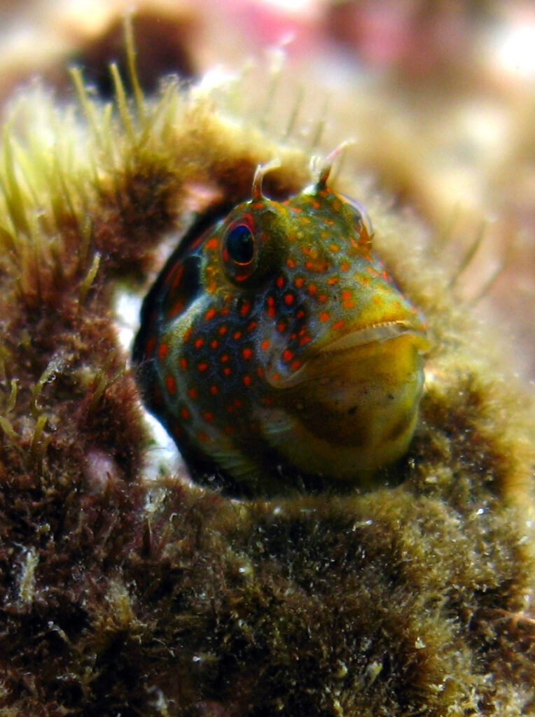 Tessellated Blenny (Hypsoblennius invemar) |commons:File:Hypsoblennius invemar photo-CarlosGMunoz.JPG