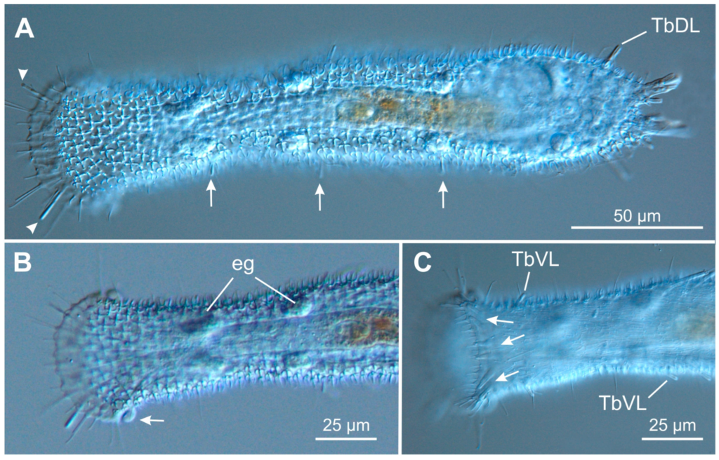 Tetranchyroderma esarabdophorum Tetranchyroderma esarabdophorum