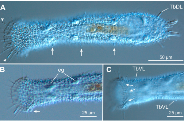 Tetranchyroderma esarabdophorum Tetranchyroderma esarabdophorum