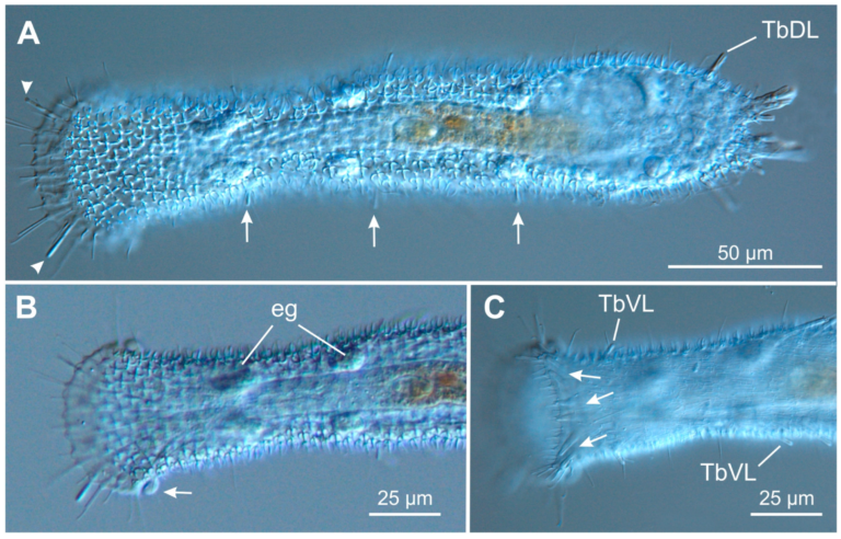 Tetranchyroderma esarabdophorum Tetranchyroderma esarabdophorum