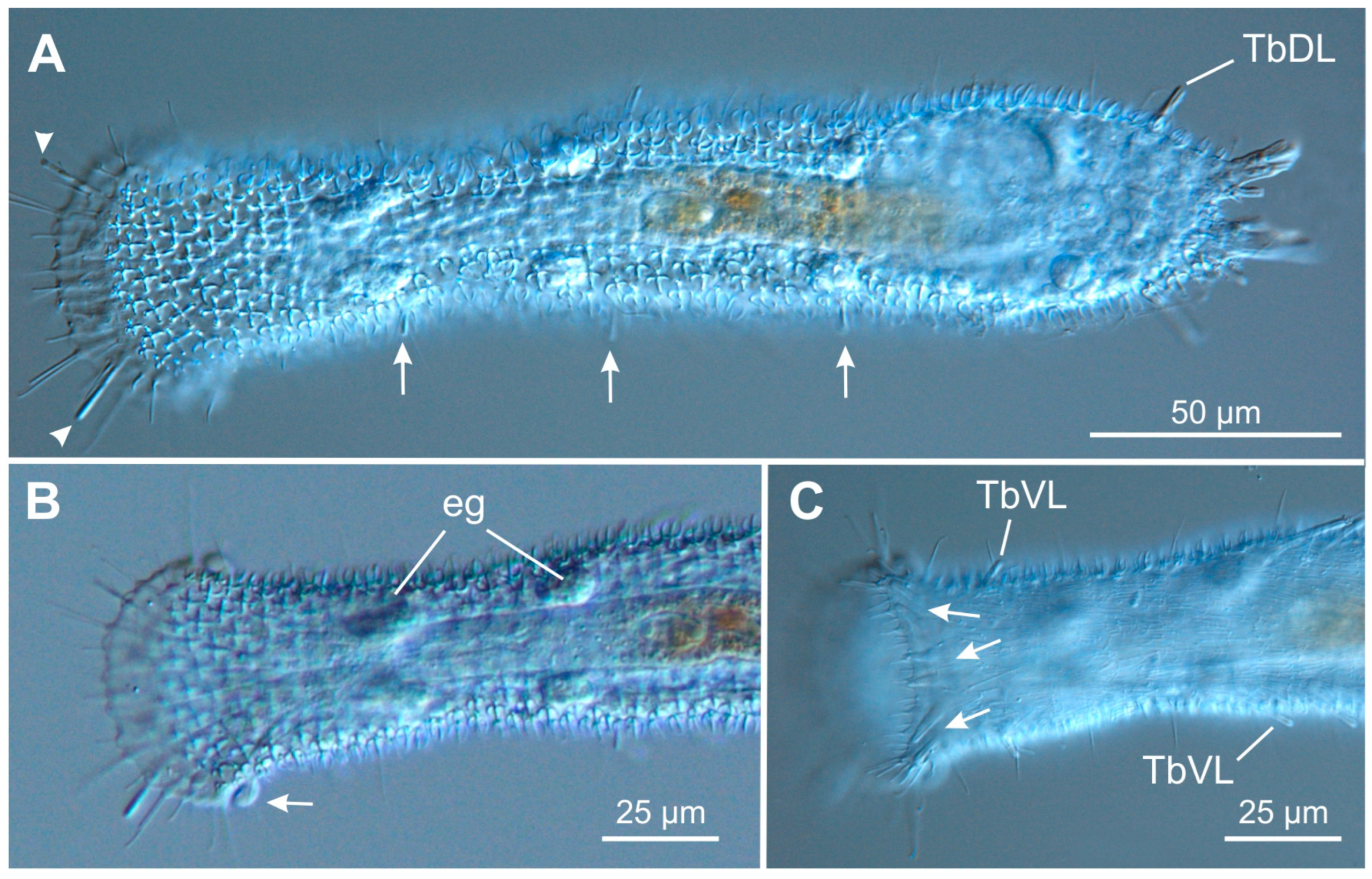Tetranchyroderma esarabdophorum Tetranchyroderma esarabdophorum