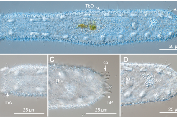 Tetranchyroderma heterotubulatum Tetranchyroderma heterotubulatum